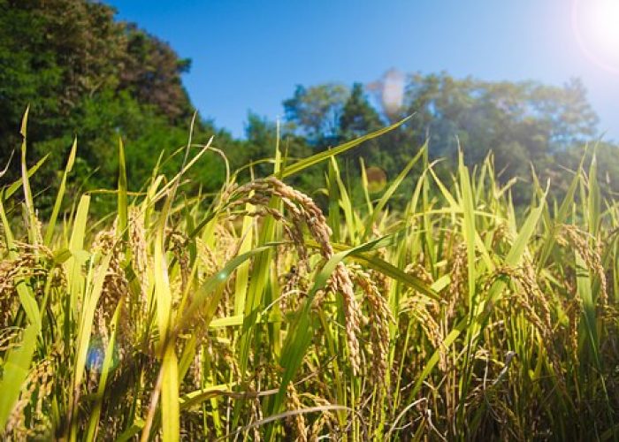 FAO: La Agricultura en el contexto de la Población Mundial y Seguridad Alimentaria