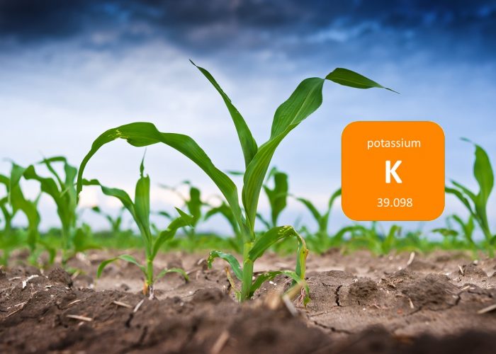 Importancia del Potasio en la Nutrición Vegetal