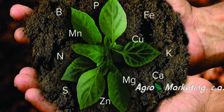 Lee más sobre el artículo Interacción de Nutrientes y su Eficiencia en las Plantas
